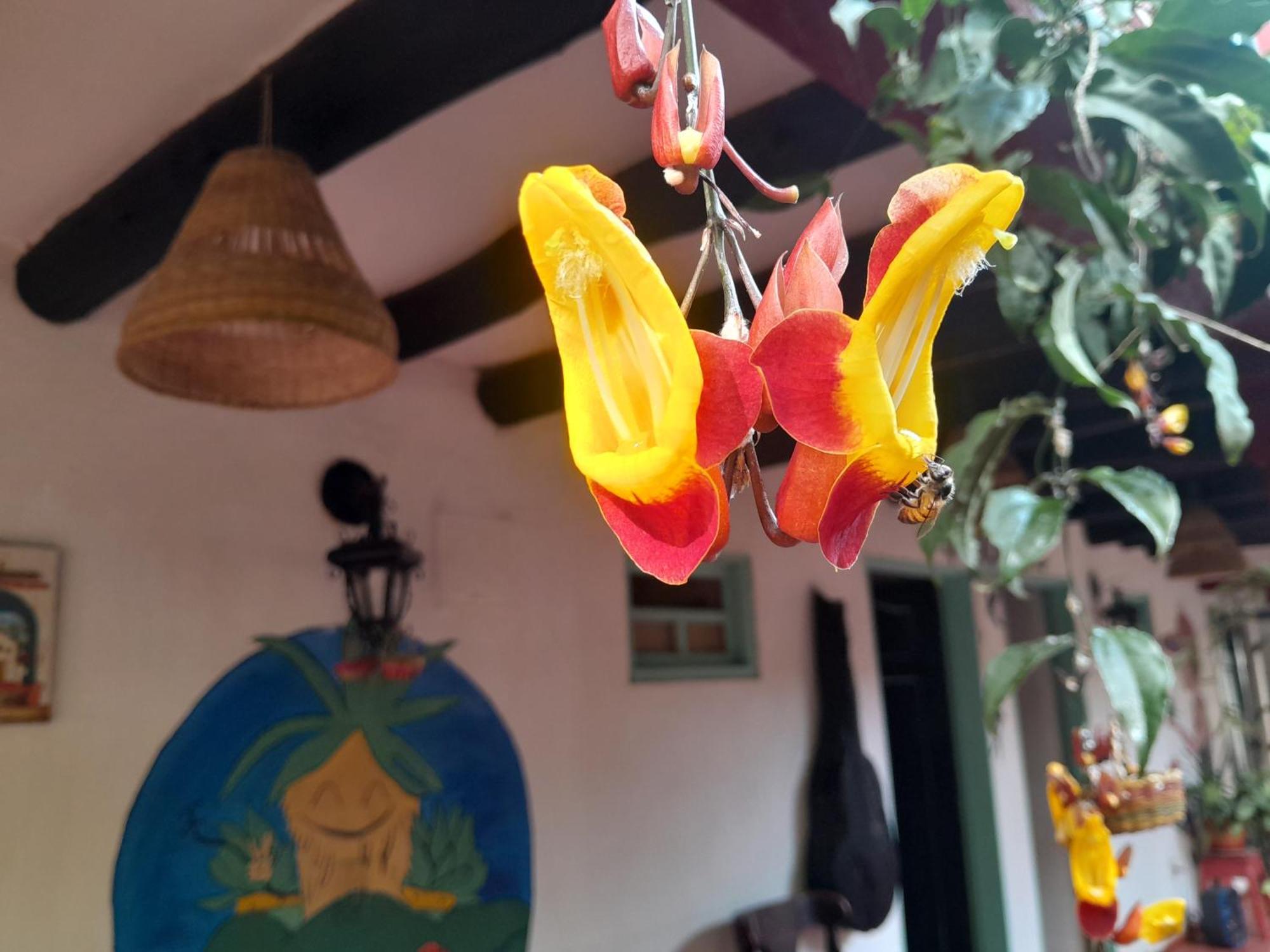 Beija Flor Hostel 莱瓦镇 外观 照片